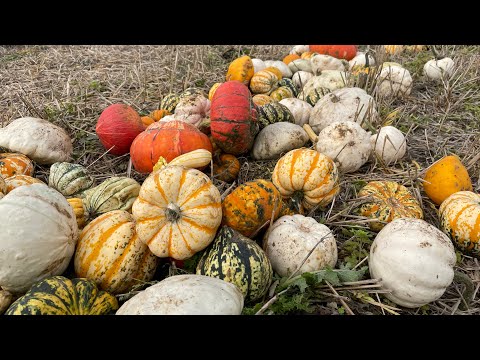 Farm diversion pick you own pumpkins