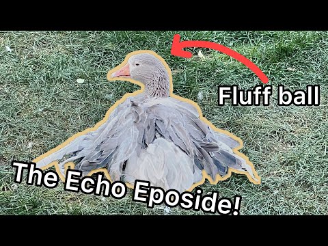 The Echo episode! | Wholesome farm birds and feeding corn