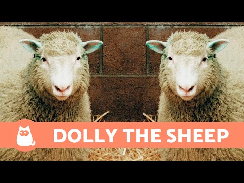 The TRUE STORY of the DOLLY the SHEEP That Was CLONED 🐑🧪 (The First CLONED MAMMAL)