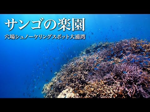 サンゴの楽園｜沖縄の穴場シュノーケリングスポット大浦湾でスキンダイビング