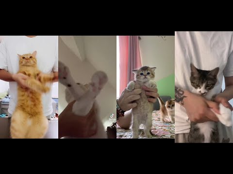 Cats doing gangnam style!!! (tiktok compilation)