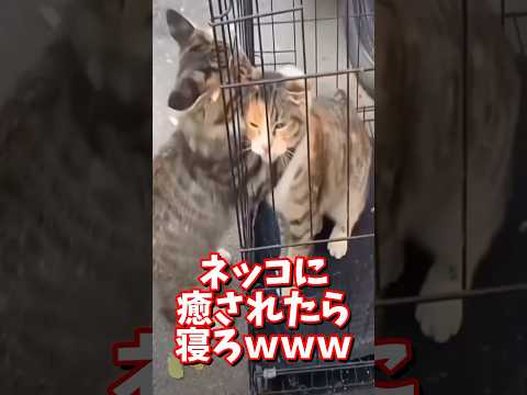 ネッコの動画で癒されたら寝ろｗｗｗ　#2ch #2chまとめ 動物スレ #2ch面白いスレ #動物 #犬 #猫 #癒やし #ねこ動画