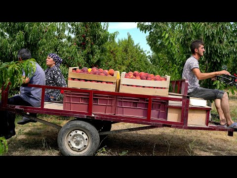 🍑 From Orchard to Jar: Harvesting and Canning Nectarines for Winter Treats ❄️