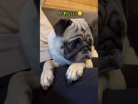 この顔でくつろいでたら撮らずにはいられません🤤#パグ癒し#イケメンパグ#pug