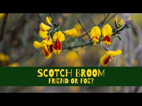 Scotch Broom - Friend or Foe