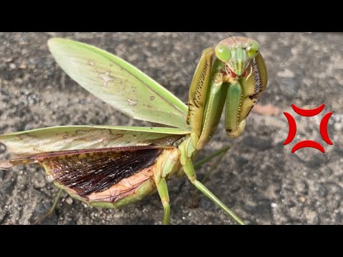 【カマキリ採集】ボロボロになっても生き延びてるカマキリにキレられました。