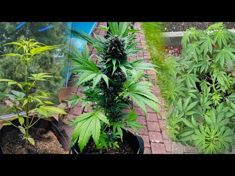 Cannabis Eigenanbau ohne Kunstlicht - viele Beispiele | Livestream Best Of