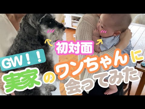 【帰省】赤ちゃんを初めてワンちゃんに会わせてみた！？【ルーティン/ドライブ/ワンちゃん】