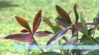 Plant Southern Living Cleyeras - Evergreen Shrubs to Create Beautiful Hedges and Privacy Screens