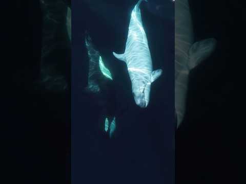 One of the rarest sights in the ocean: a white Orca! #orca #nature #killerwhale