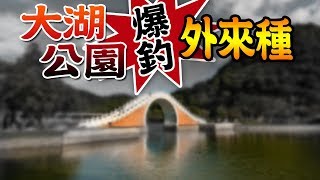 【 ★大湖公園成外來種入侵地★爆釣琵琶鼠 藍寶石】