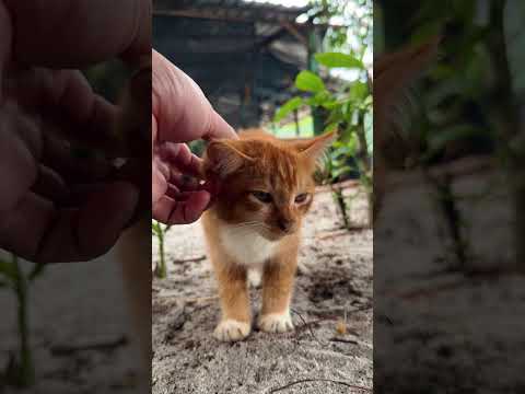 槟城发现的小猫，可可爱爱❤️