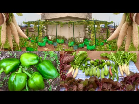 Harvesting Organic Veggies From Rooftop Garden //Harvesting Organic Vegetables