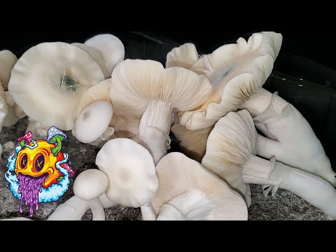 Spore To Flush - Uncle Ben's Tek Season 3 | Complete Beginner's Guide To Growing Mushrooms