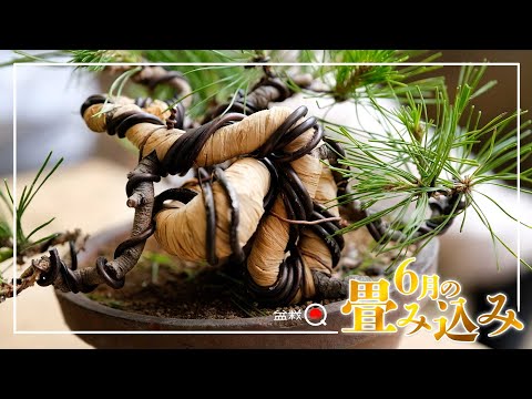 Because it is this time of year, I will fold the red pine [Bonsai Q]