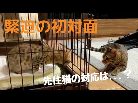 思わぬ初対面！！緊迫の先住猫と新入猫