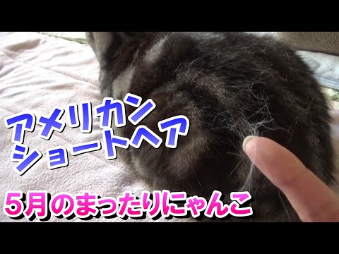 ５月のまったりにゃんこ生活（アメリカンショートヘア３歳）