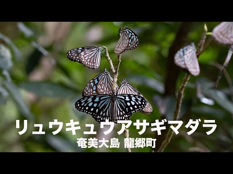 リュウキュウアサギマダラ【奄美大島 龍郷町】