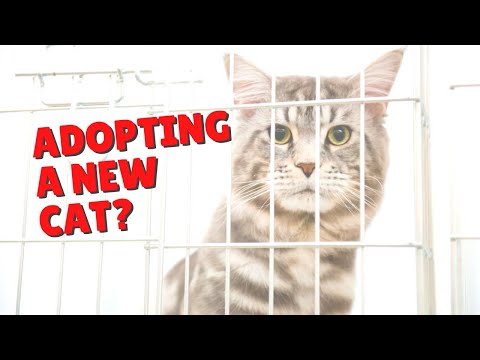 Shelter vs. Breeder Cats | Two Crazy Cat Ladies