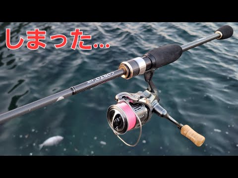 デイゲームアジング昼の20分。この魚が釣れだすと鯵もサイズが上がりだし本格的にデカアジシーズンの予感