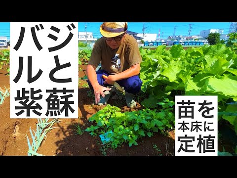 バジルと紫蘇の苗を本床に定植する作業