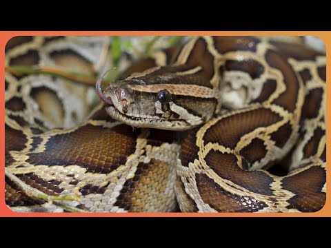 2 Hours of Battling the Burmese Pythons in the Everglades