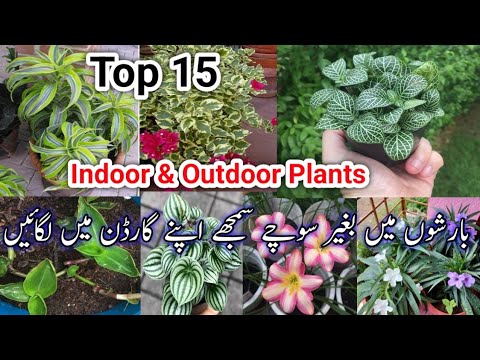 15 Best Indoor & outdoor Plants To Grow/مون سون میں لگنے والے مستقل پودے /Plants From Cuttings