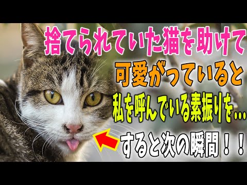 【猫の不思議な話】捨てられていた猫を助けてあげると、ある日、不思議な行動をし始めた。すると次の瞬間、後方から…【朗読】