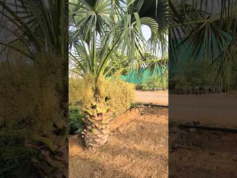 Amazing Palm tree Fruiting And Flowering Both side