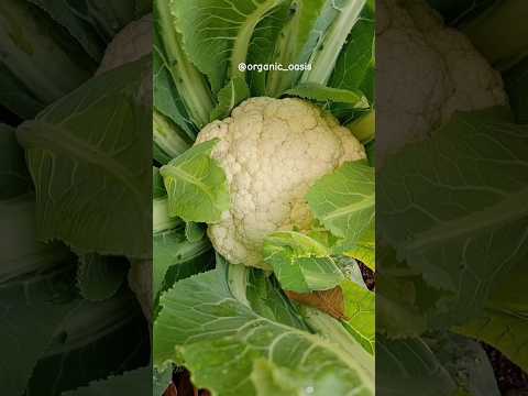 biggest cauliflower of the year #gardening #organic #vegetable