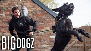 Training Giant Schnauzers - The $37,000 Guard Dogs | BIG DOGZ