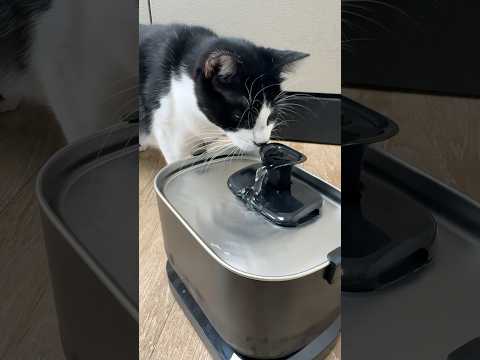 Cat fountains are so important for hydration! 🔗 in description! #amazonfinds #creatorfavorites2024