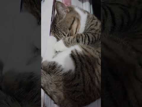 猫猫闯祸了就装睡。When a cat gets into trouble, it pretends to sleep.#cat #catcute #小猫咪 #cuteecats #cute #猫猫