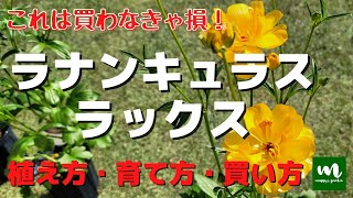 ラナンキュラスラックスの植え方・育て方・買い方！園芸好きなら一度は植えてみたいお花です！【園芸】【ガーデニング】【花】