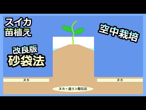 【スイカ空中栽培 ピノガール 2024】改良版砂袋で苗の植え付け