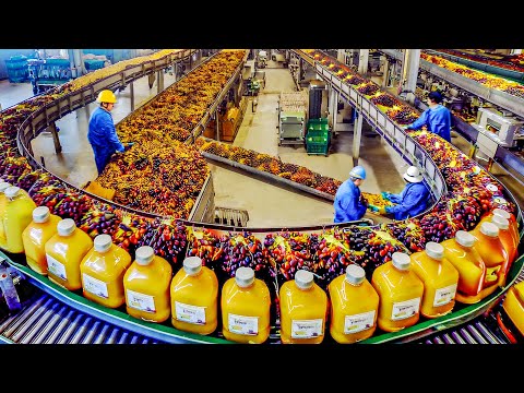 Harvesting Millions Tons of Oil Palm Fruit by Machine - Processing Palm Oil in Factory