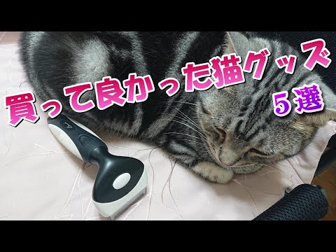 買って良かった！おすすめの猫グッズ５選（アメリカンショートヘア）