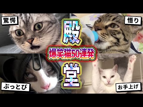 【2ch動物スレ殿堂入り猫編】ツッコミどころ満載なおもしろ猫動画50連発！Part6（鳴き声、しゃべる、子猫、かわいい）