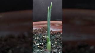 Iris Bulb Sprouting Time Lapse