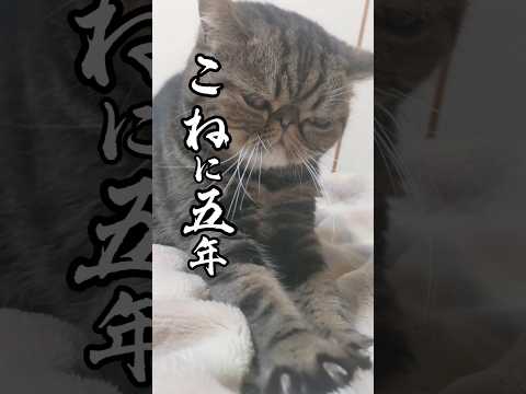 名人を訪ねて #猫動画 #エキゾチックショートヘア #猫