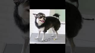 【ミックス犬を羊カットにしてみた結果…】#shorts