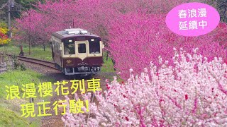 櫻花鐵道+櫻花列車:第二回【渡良瀨鐵道】櫻花+桃花+山谷+溪流+月台溫泉+列車餐廳，完整介紹