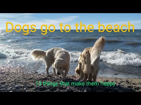 What makes dogs happy at the beach. August 2, 2024