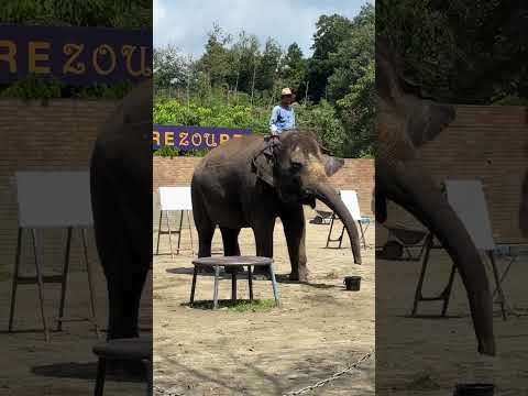 ぞうさんのパフォーマンスタイム / Elephant Performance Time (Shorts 2)-市原ぞうの国 / ICHIHARA Elephant Kingdom (2024/9/6)