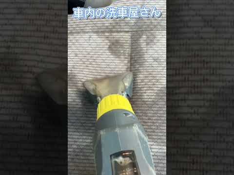 アルカリ電解水とリンサーの威力