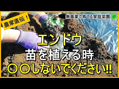 【スナップエンドウ】大苗はダメ！寒さを乗り切る植え付けのコツ【有機農家直伝！無農薬で育てる家庭菜園】　24/11/19