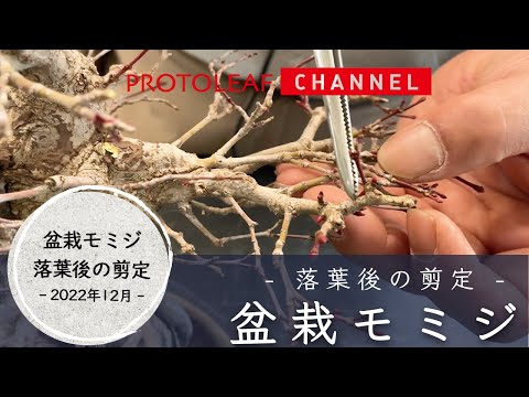 【盆栽モミジ】落葉期の剪定　２０２２年１２月【Acer palmatum】