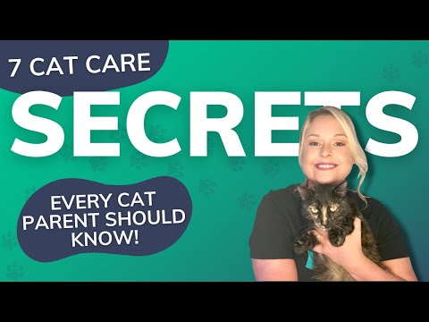 7 Cat Care Secrets Every Pet Parent Should Know | Wag!