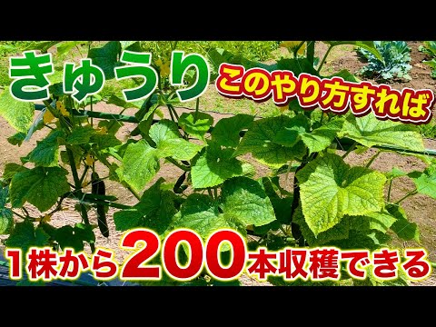 【きゅうり栽培】親づる摘心方法とこれからの管理について！１株から200本収穫できます！