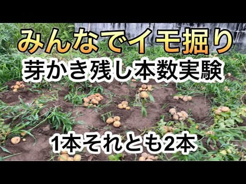 みんなでイモ掘り　芽かき残し本数実験　1本それとも2本